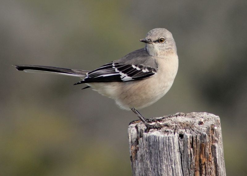 First, Make Sure It Is A Mockingbird