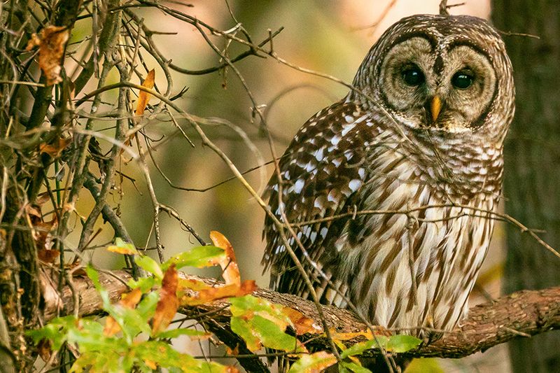 The Owl Is Reading Your Yard