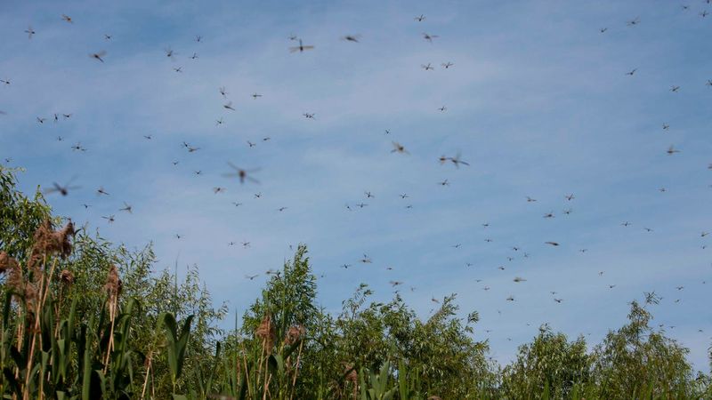The Swarm Does Not Prove You Changed Your Yard