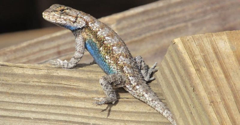 A Repeated Sighting Offers A Habitat Clue