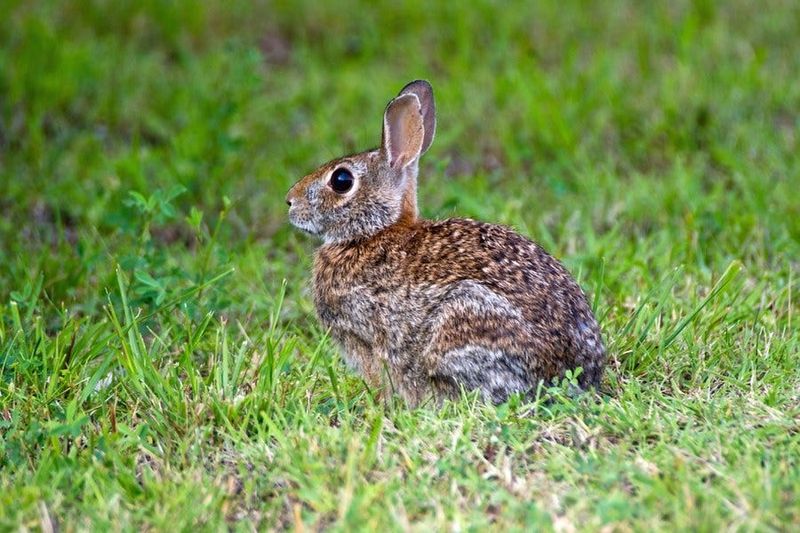 The Rabbit Is Following a Habitat Patch
