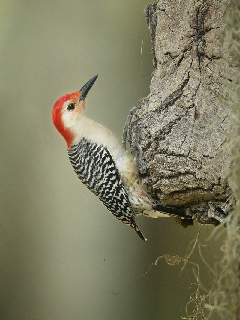The Repeat Visitor Is a Habitat Clue