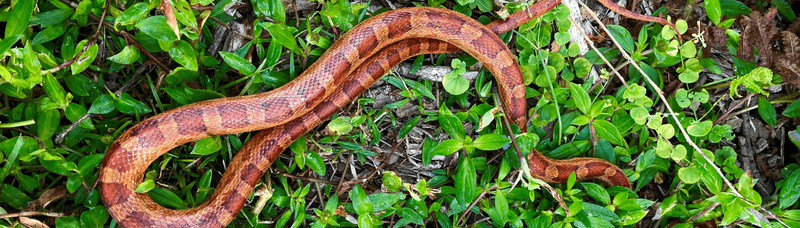 Wildlife-Friendly Cover Can Also Feed Rodents