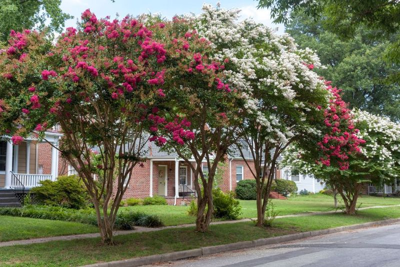 August Care Starts With Diagnosis, Not Fertilizer