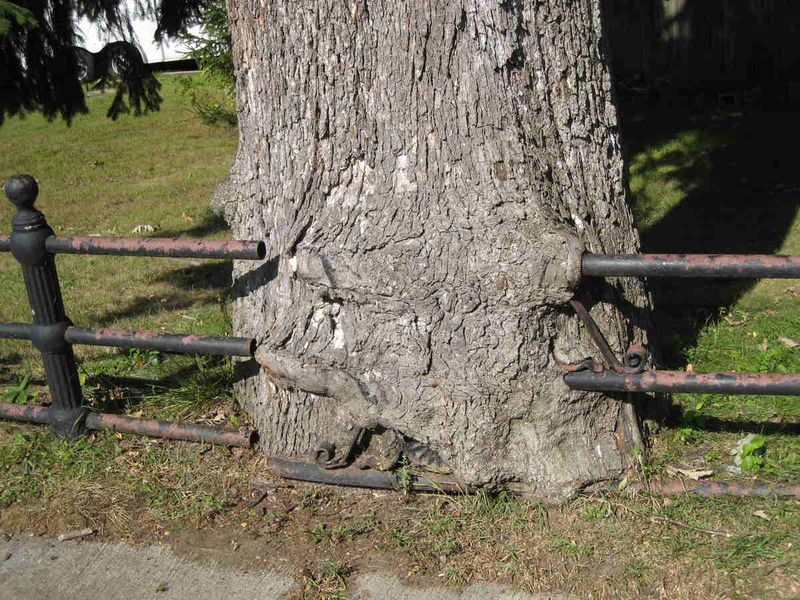 The Trunk, Not The Branches, Sets The Starting Point