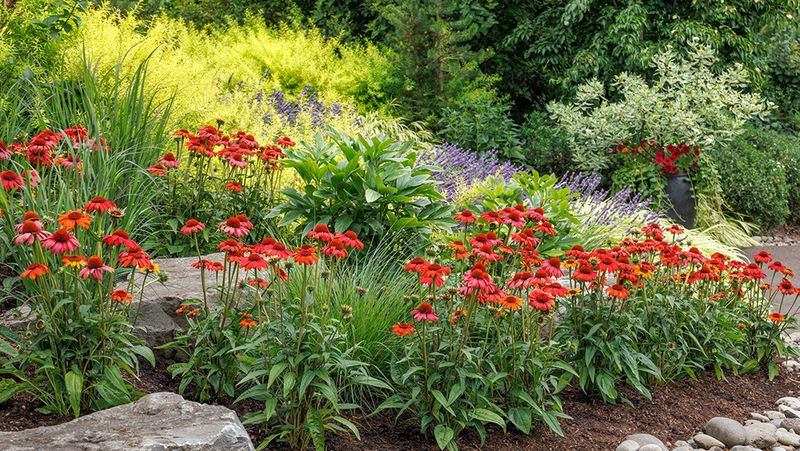 Concentrate Flowers Into A Useful Foraging Site