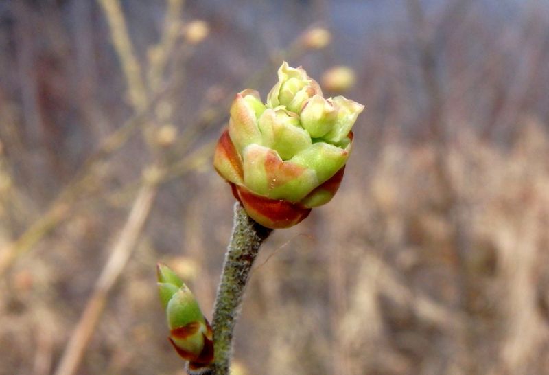 Late Summer Protects Next Year’s Buds