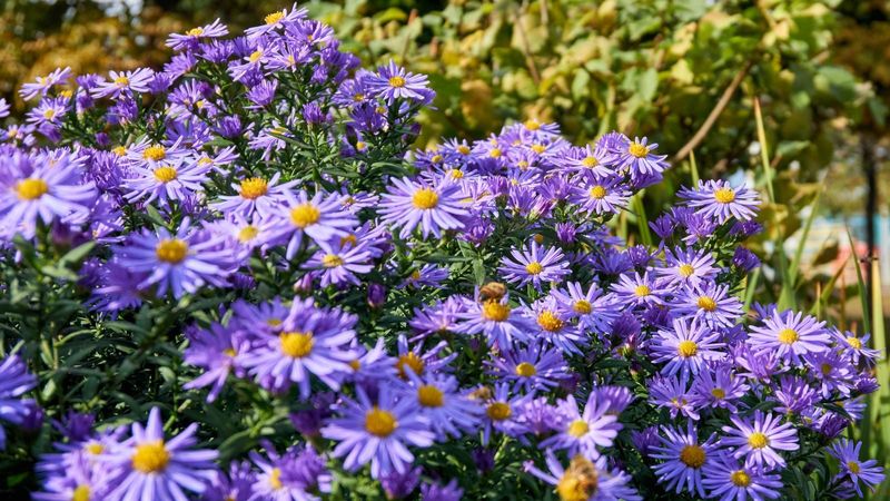 Asters: The Fall Garden's Star Performers