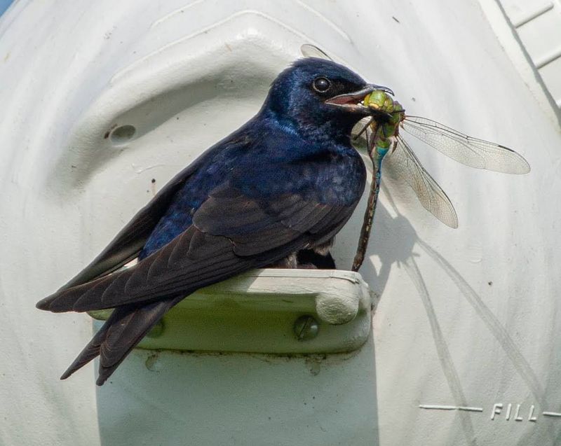 Purple Martins Eat A Broad Mix Of Flying Insects