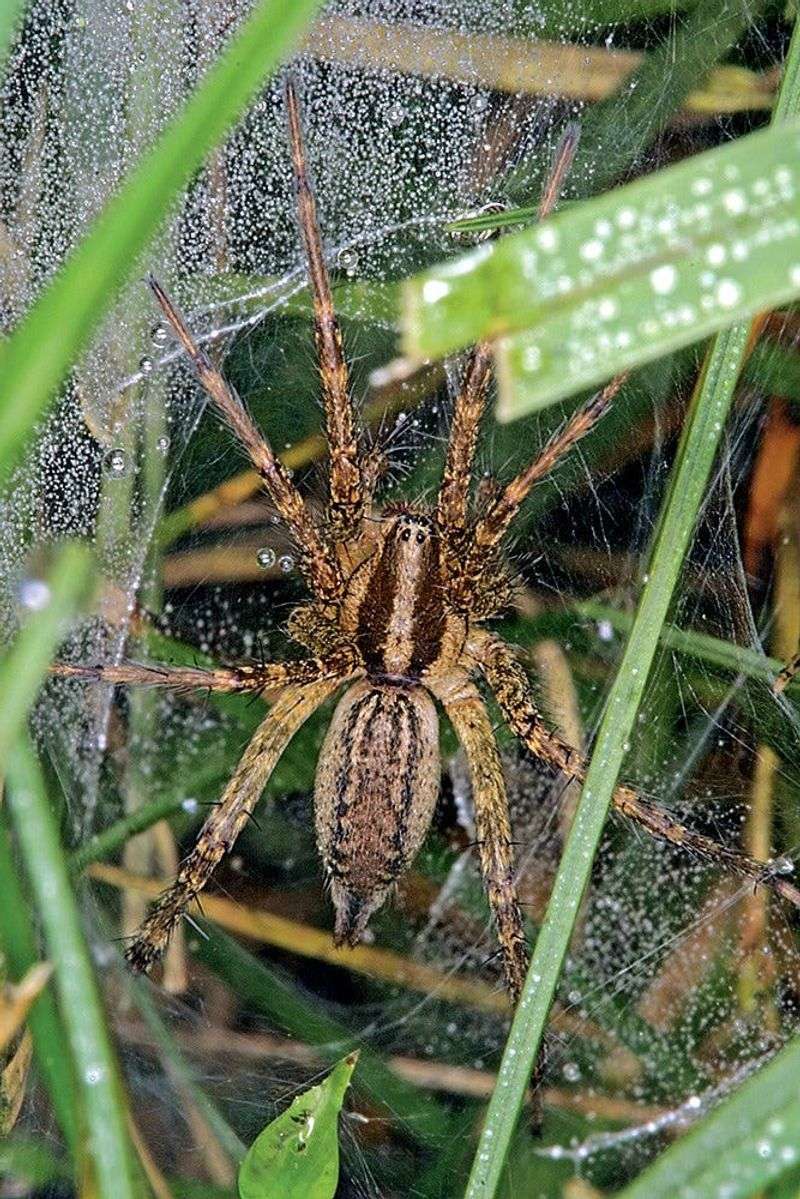 How Garden Spiders Might Meet Lanternflies
