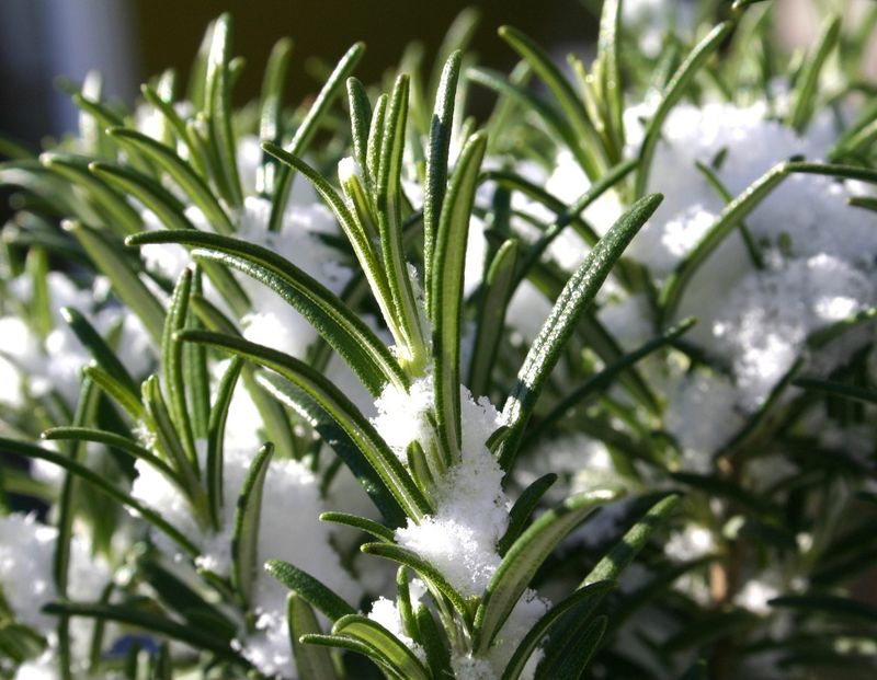 Can Rosemary Handle a North Carolina Winter?