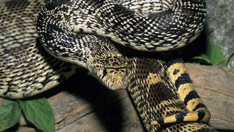 Bullsnakes Add A Regional Texas Perspective