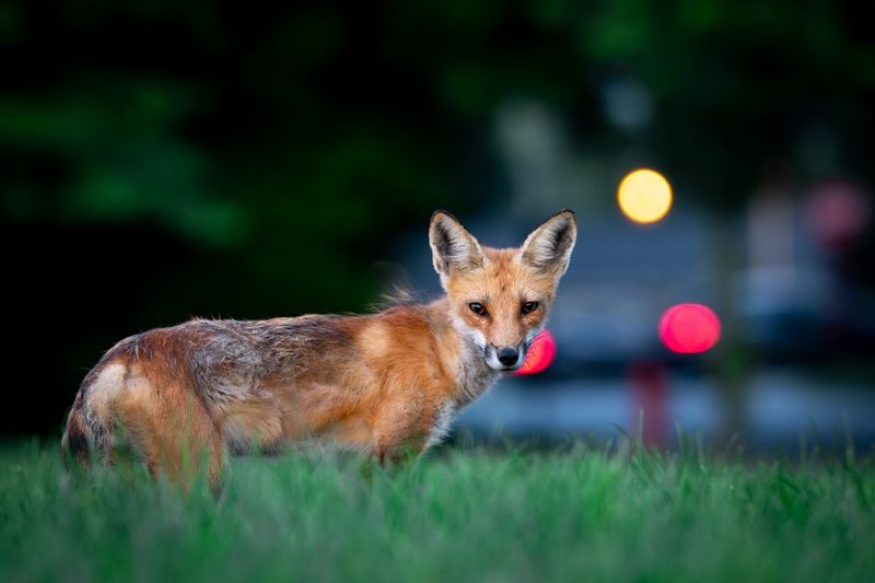 A Fox’s Diet Is Not A Pest-Control Plan