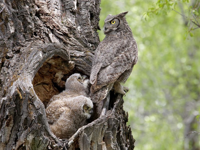 Preserve Safe Habitat Instead Of Chasing An Owl