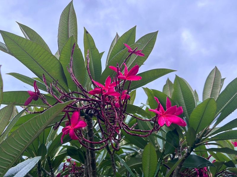 Protect The Branch Tips That Carry Flowers