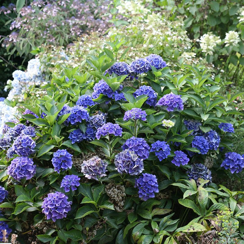 The Hydrangea Type Sets the Promise