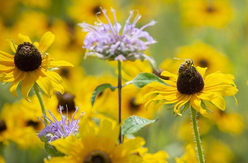 Why Simple Blooms Help Bees