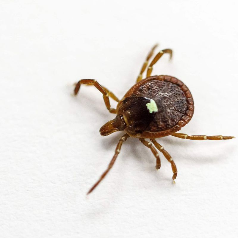 Why the Tick Species Difference Matters in North Carolina