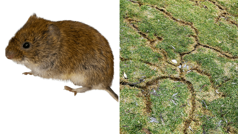 Identify the Animal Before You Choose Control