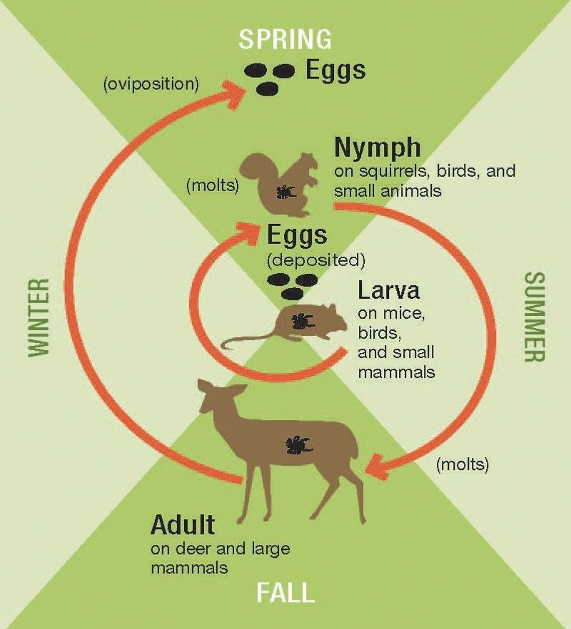 Why Eating Ticks Does Not Empty a Yard