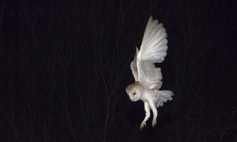 An Owl Overhead May Be Hunting a Much Larger Landscape