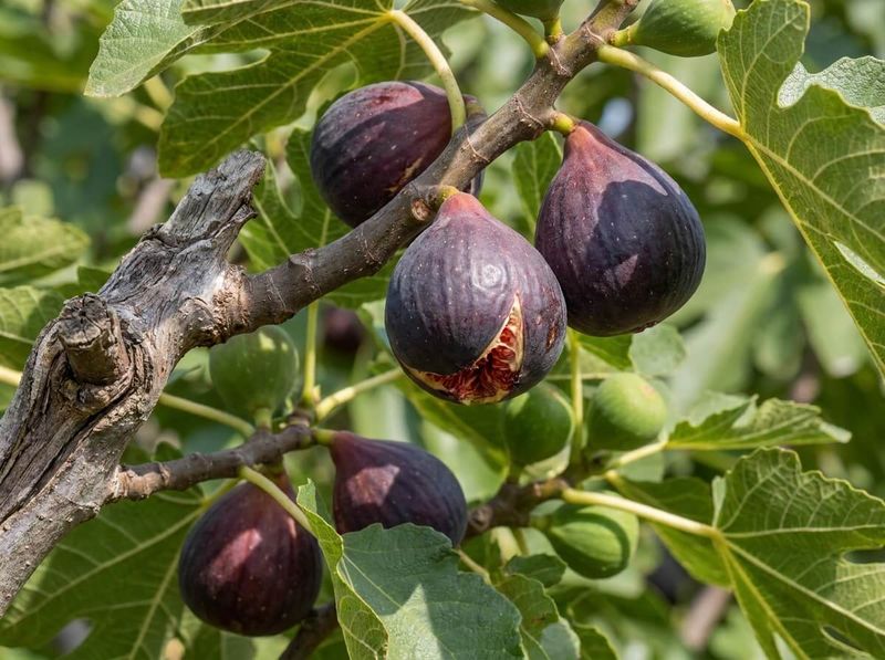 Harvest Figs When They Show Reliable Ripeness