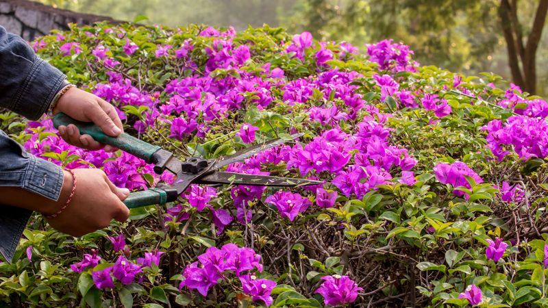 Late Pruning Can Steal Fall Color
