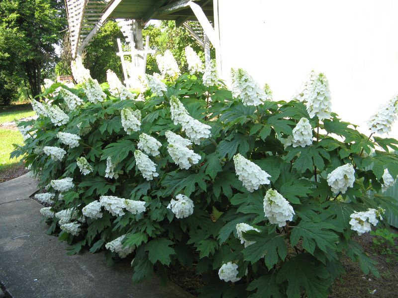 The Hydrangea Type Changes the Site Advice