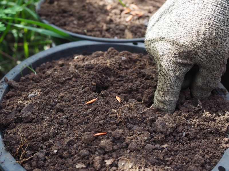 A Dramatic Storm Can Leave Roots Dry
