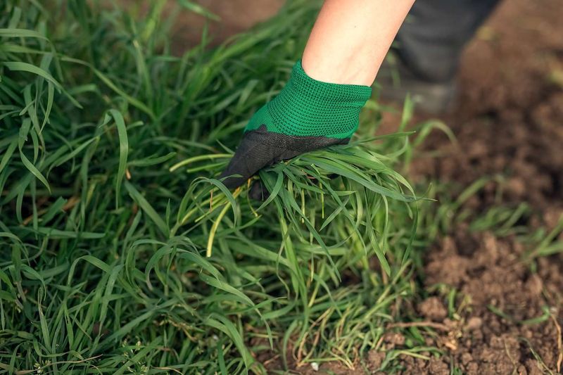 Remove Perennial Weeds Before Planting
