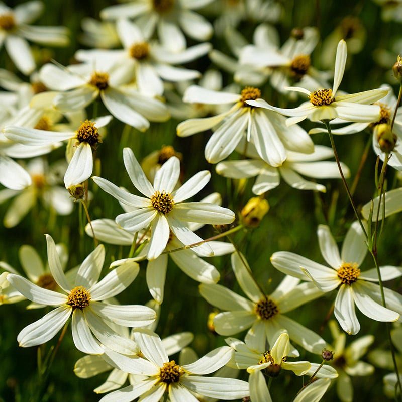Why This Plant Keeps Its Promise Year After Year