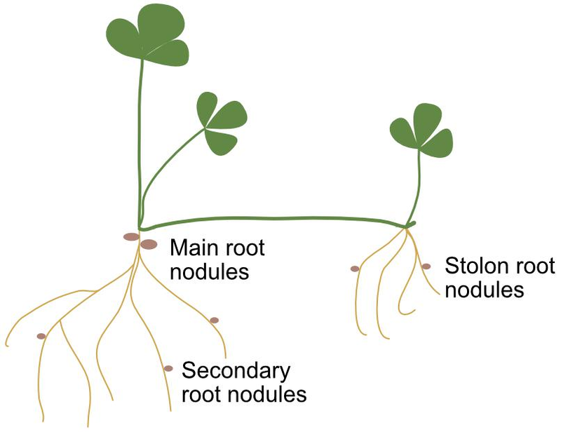 The Nitrogen Benefit Takes Time
