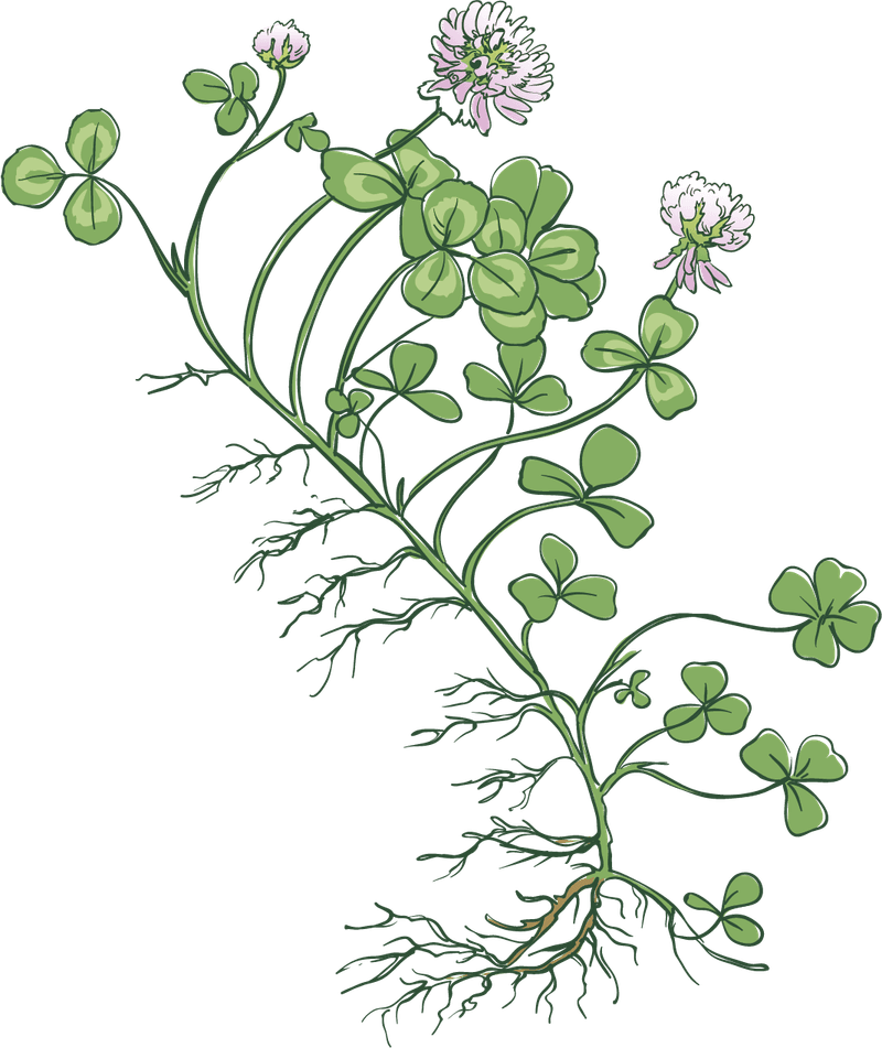 Its Creeping Stems Explain The Spread