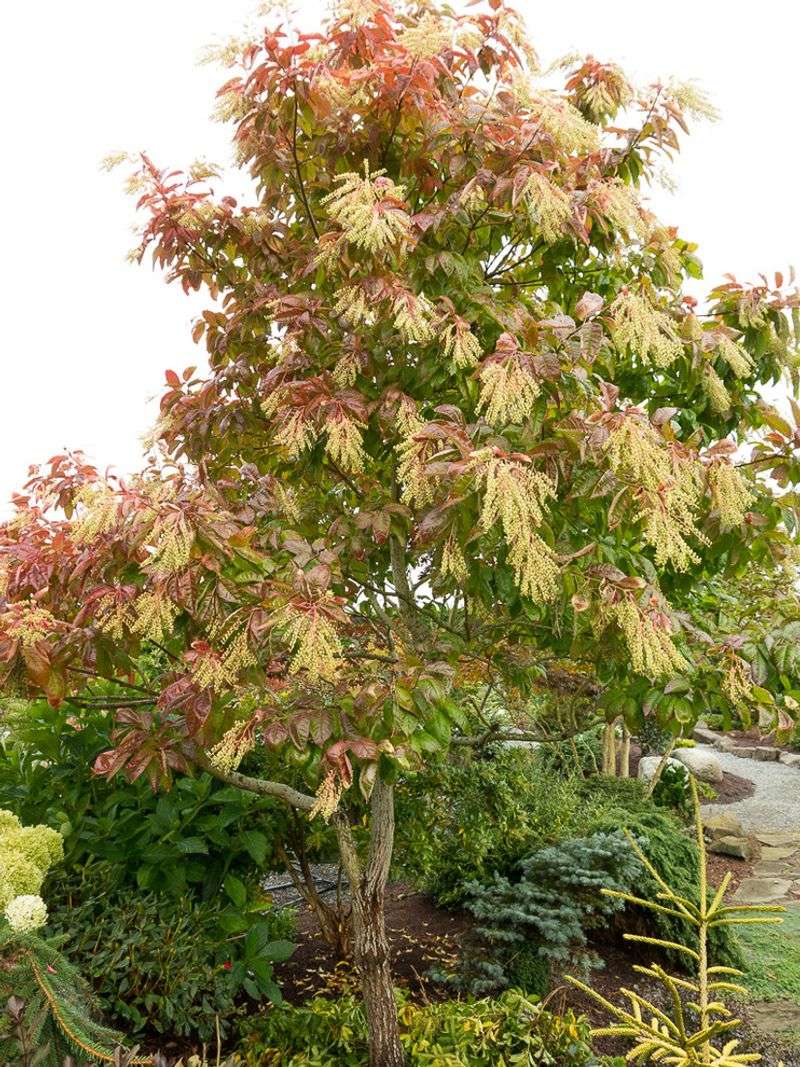 Sourwood Delivers Unexpected Summer Blooms And Fiery Fall Color