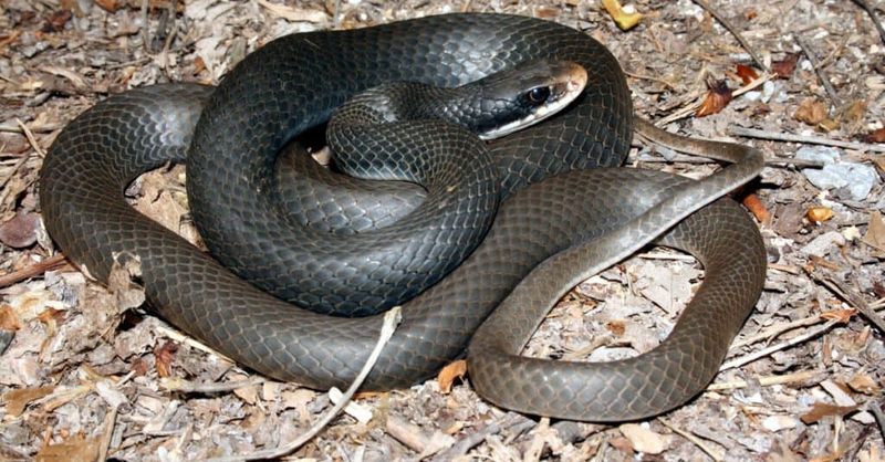 A Confirmed Black Racer Is a Native North Carolina Snake