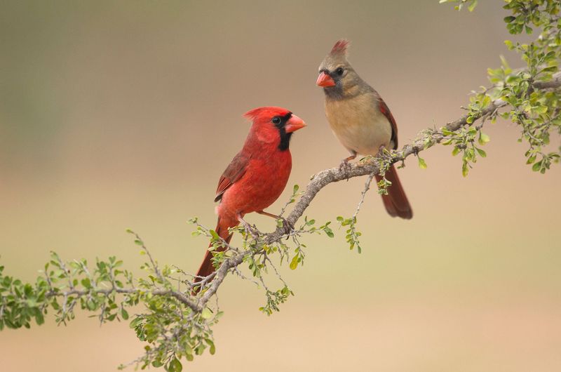 The Repeat Visitor May Not Be One Bird
