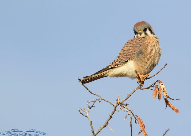 Use Kestrels As One IPM Layer