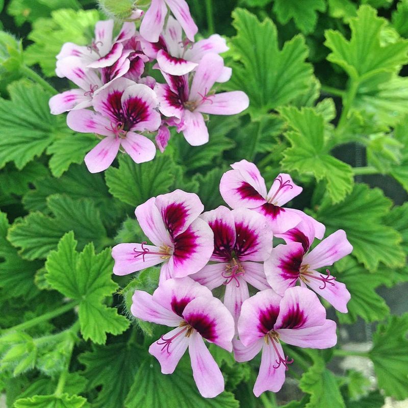 Keep The Geranium As An Ornamental Extra