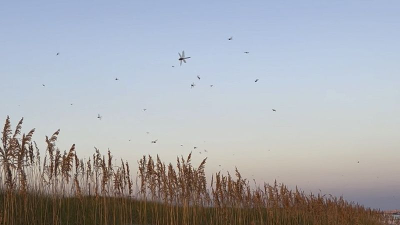 A Swarm Offers A Clue, Not A Yard Report Card