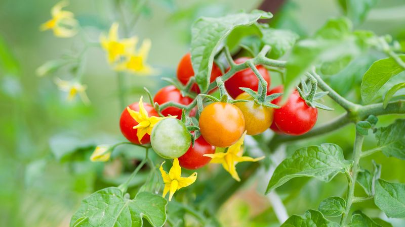 Outdoor Tomatoes Usually Set Fruit Alone