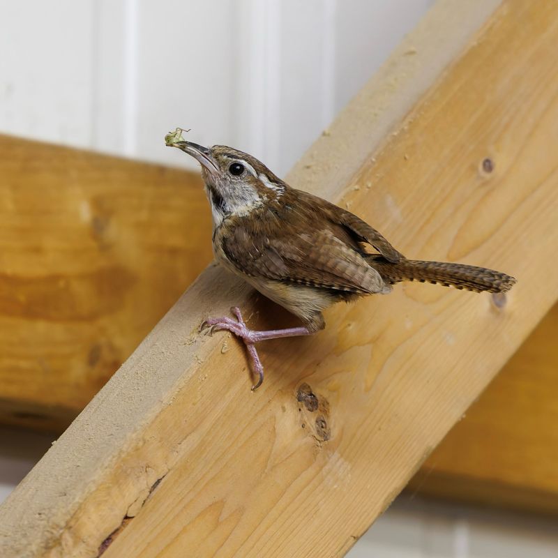 The Wren Is Hunting, Not Attacking