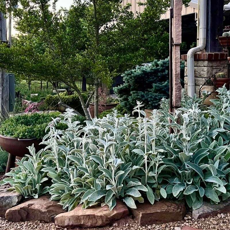 A Sunny Dry Border Is Its Best Job