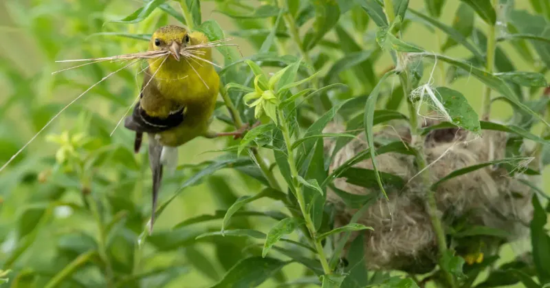 Thistle Offers Food And Documented Nest Down