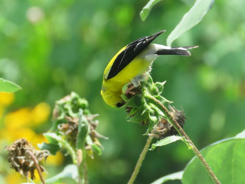 Native Plants Give the Visit a Future