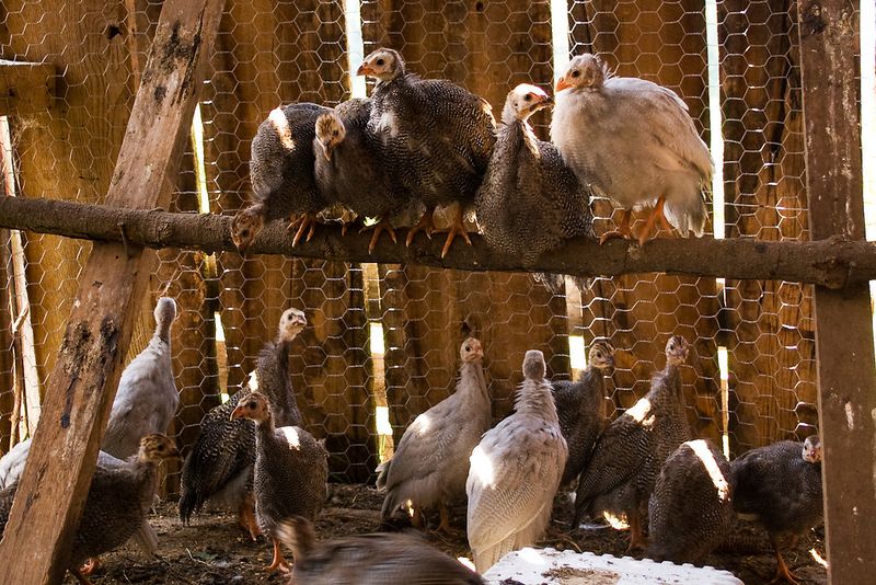 Keeping Guinea Fowl Requires Real Husbandry