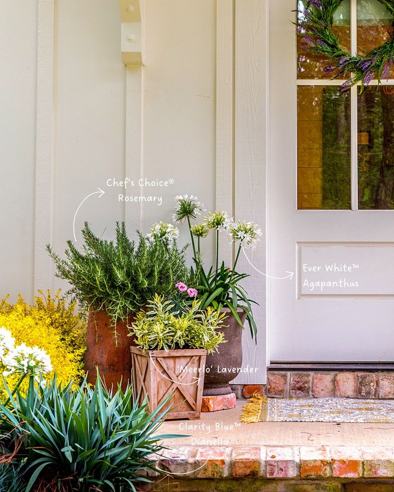 Why Rosemary Fits Many Texas Porches