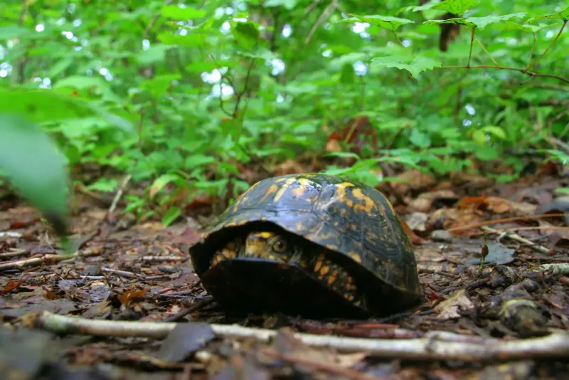 The Right Response to a Healthy Yard Turtle