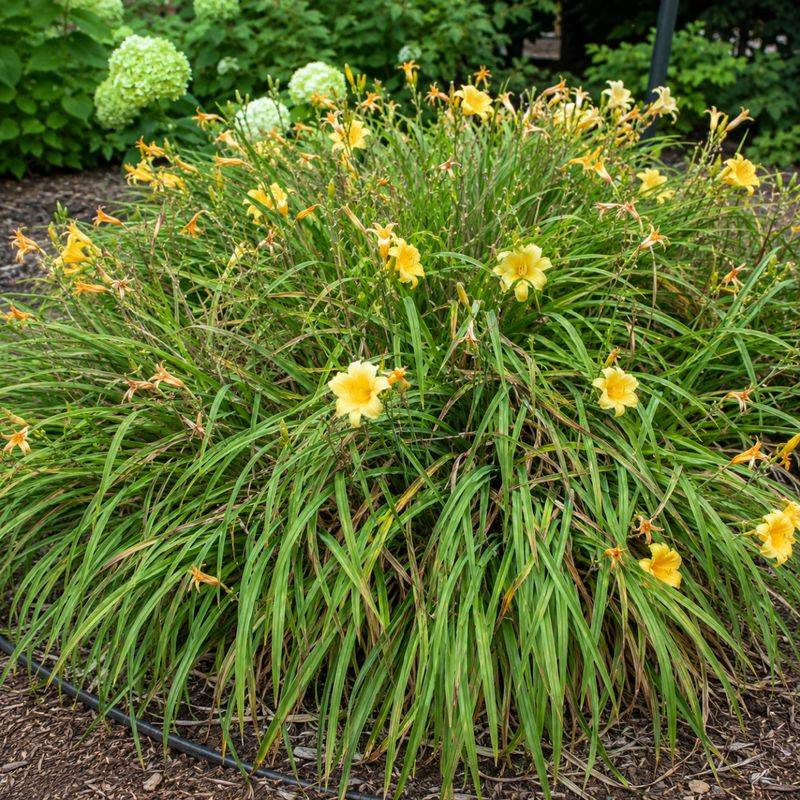 Smaller Blooms Are Your Clumps Crying For Space