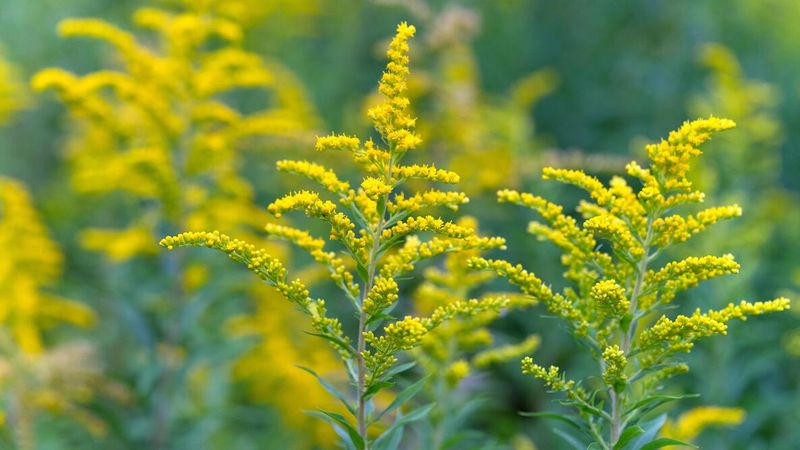 Choose a Goldenrod That Matches Your Yard