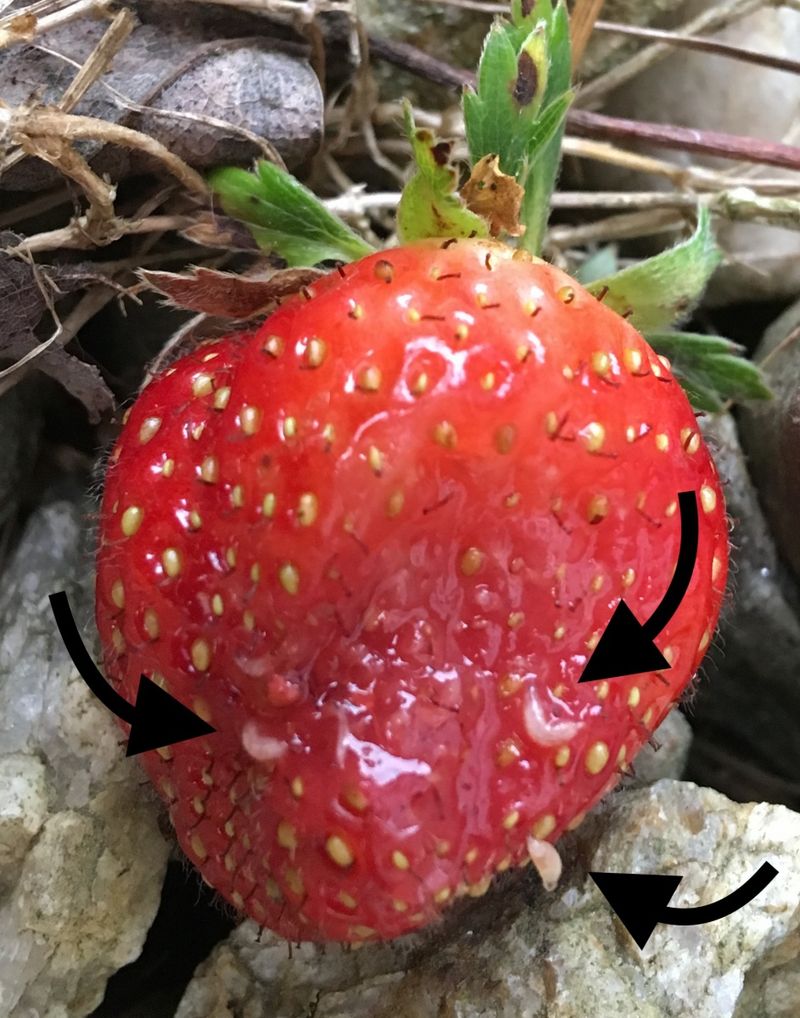 Check the Fruit Before You Treat